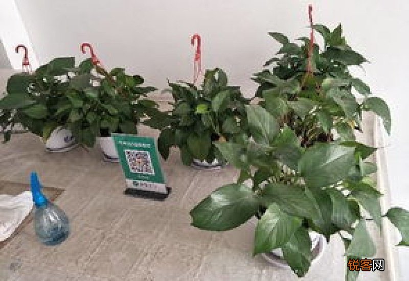 丁香花几天浇一次水