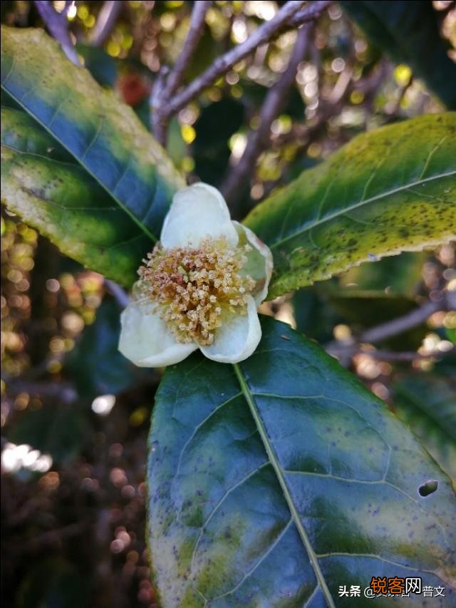 老黄片是如何变成黄金叶普洱茶的？