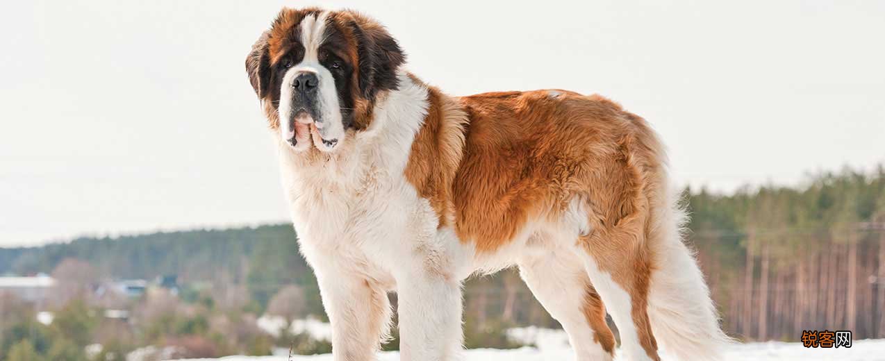 不建议养的10种狗 新手养了可能会被狗“气哭”