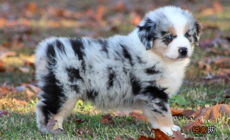 不建议养的10种狗 新手养了可能会被狗“气哭”