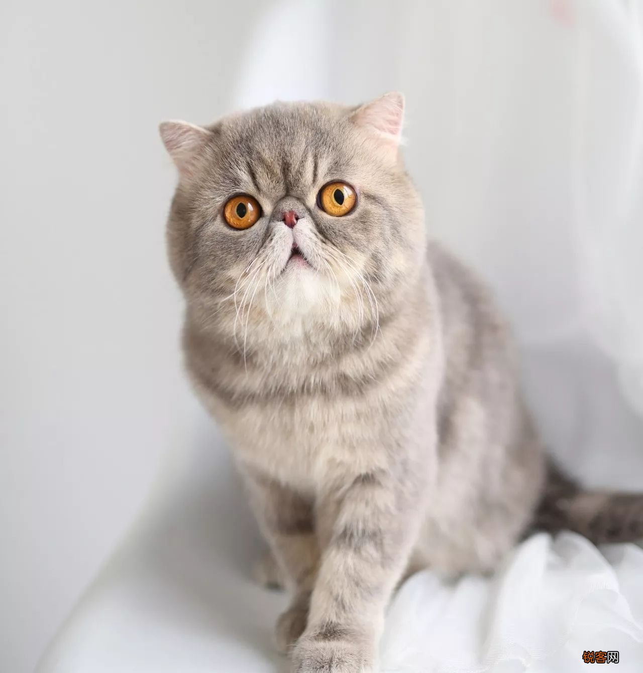 便宜又好养的猫 适合新手养猫品种