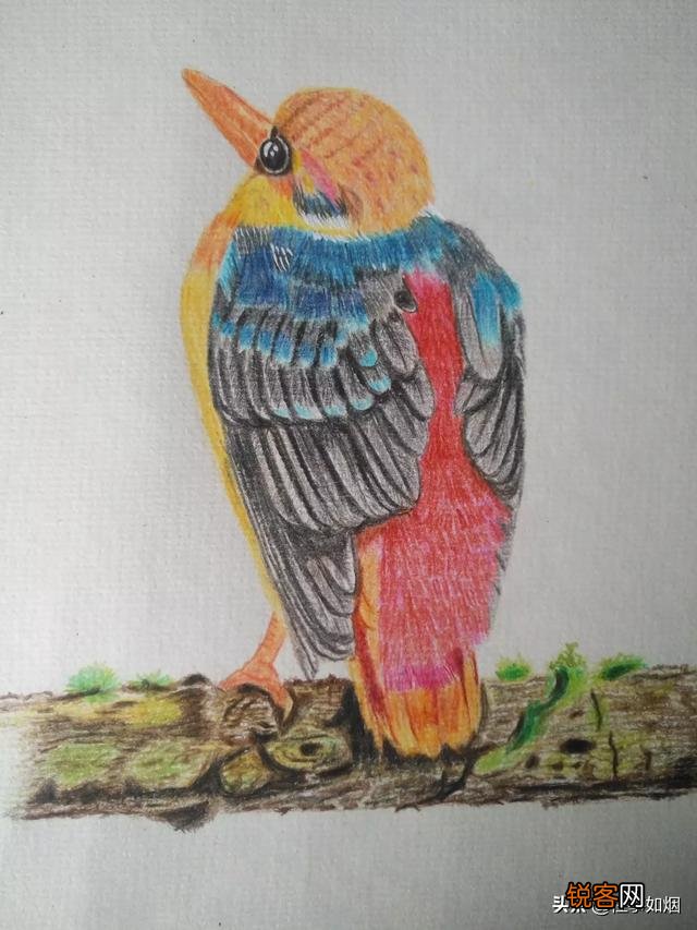 每天画一小时彩铅画,一年后什么水平？