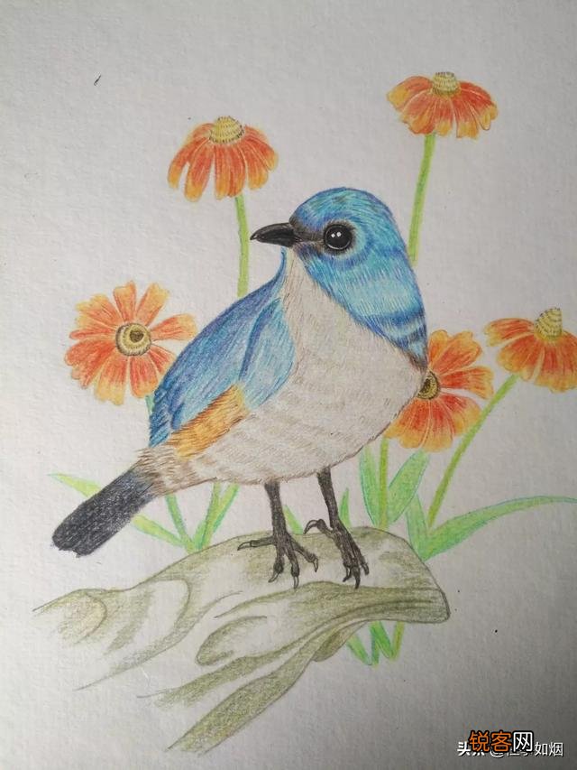 每天画一小时彩铅画,一年后什么水平？