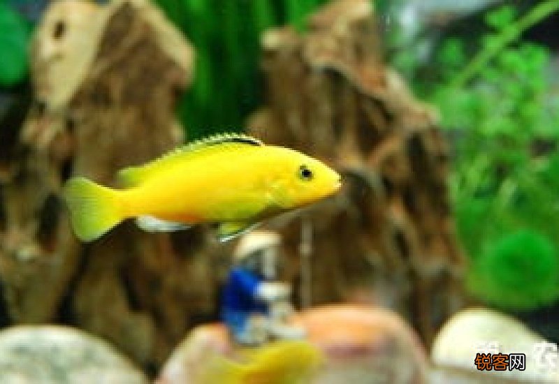 非洲王子鱼吃什么饲料
