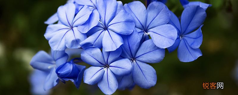 世界上花语最冷漠的花