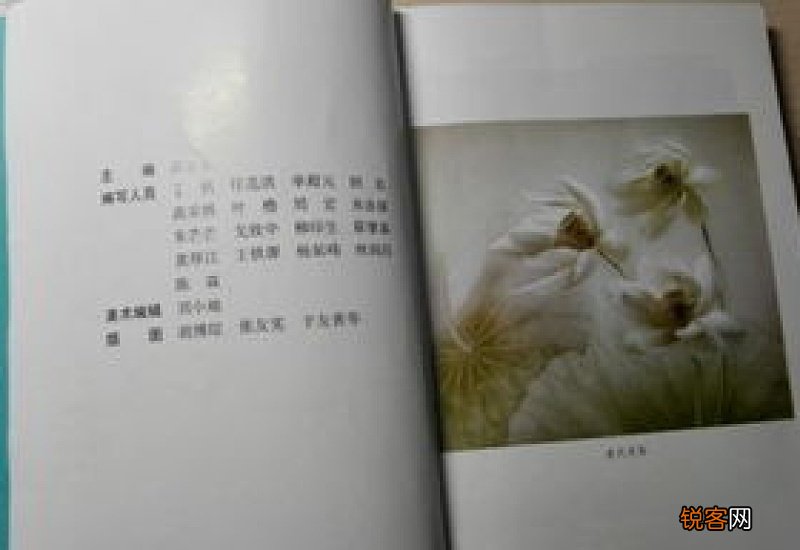 关于梅的说明文600字