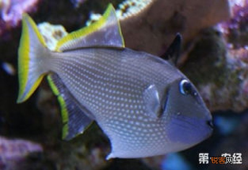 炮弹鱼的种类都有哪些