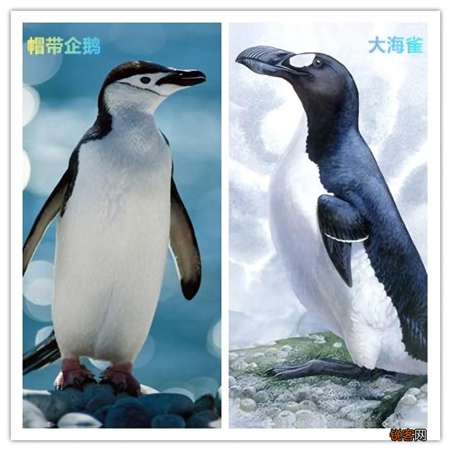 世界上还有多少只企鹅 北极熊为啥不吃企鹅