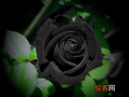 黑玫瑰花语 黑色玫瑰的寓意和象征