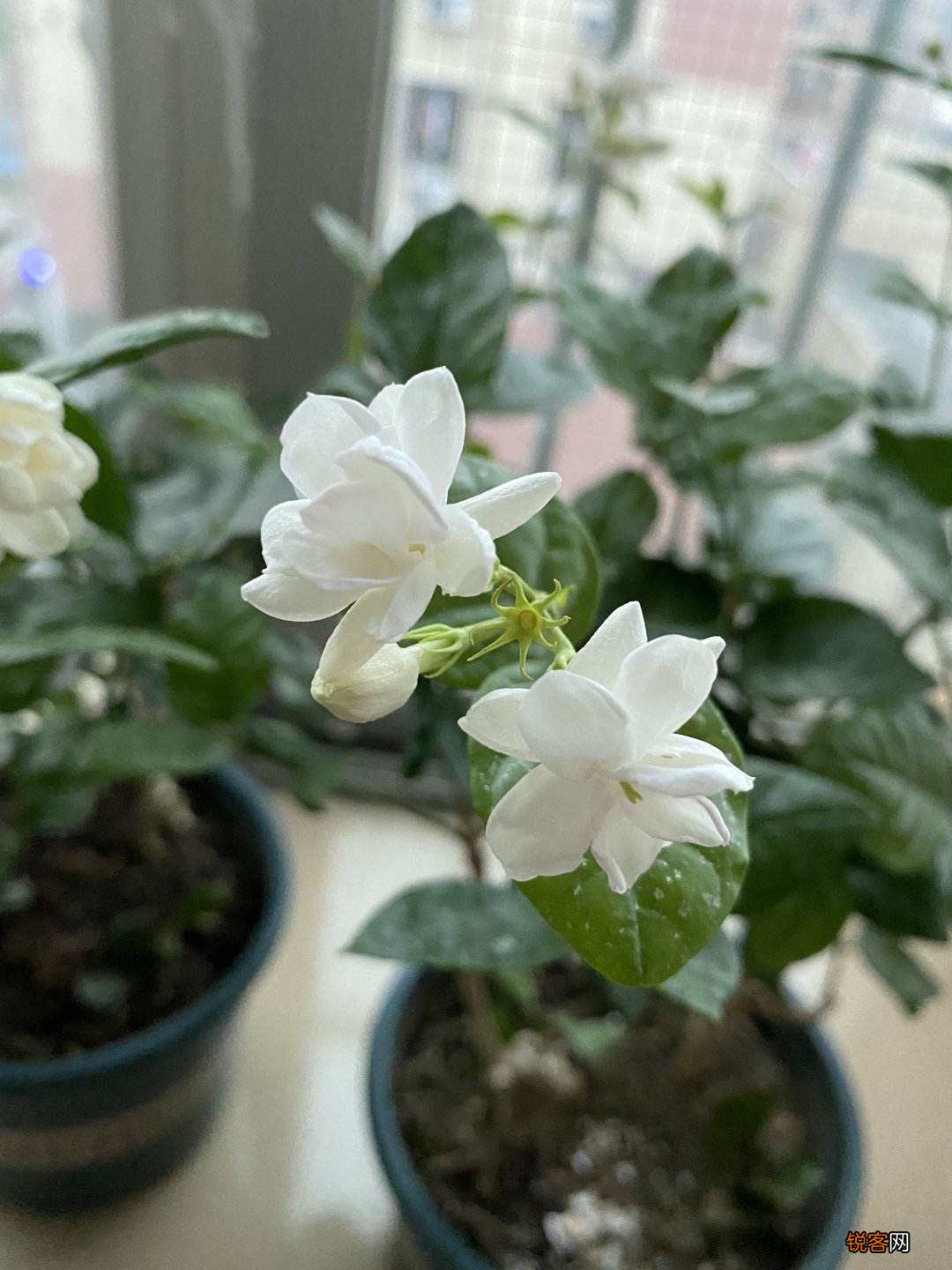 冬季适合喝什么花茶 气色好手脚不冰凉
