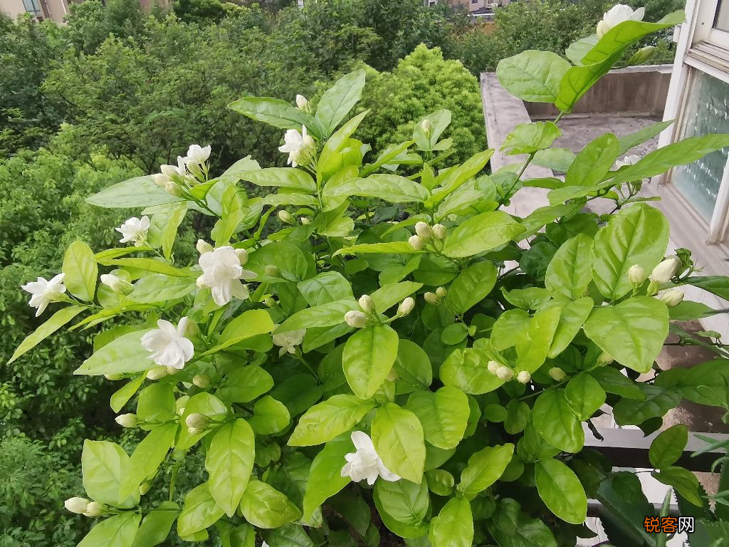 冬季适合喝什么花茶 气色好手脚不冰凉