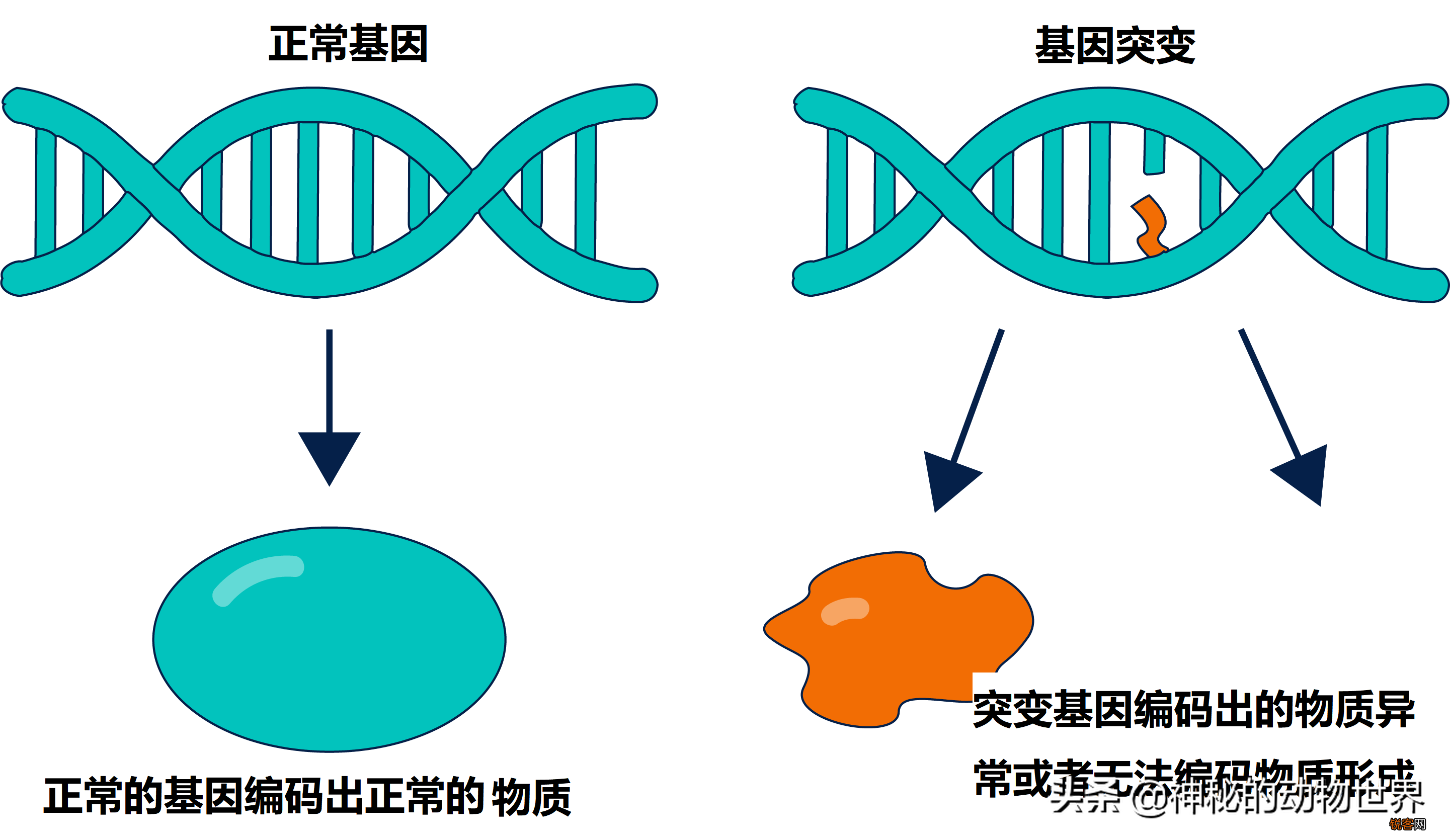 大熊猫为什么要吃竹子 大熊猫是一种熊，为什么却以竹子为食
