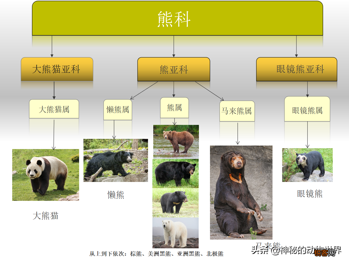 大熊猫为什么要吃竹子 大熊猫是一种熊，为什么却以竹子为食