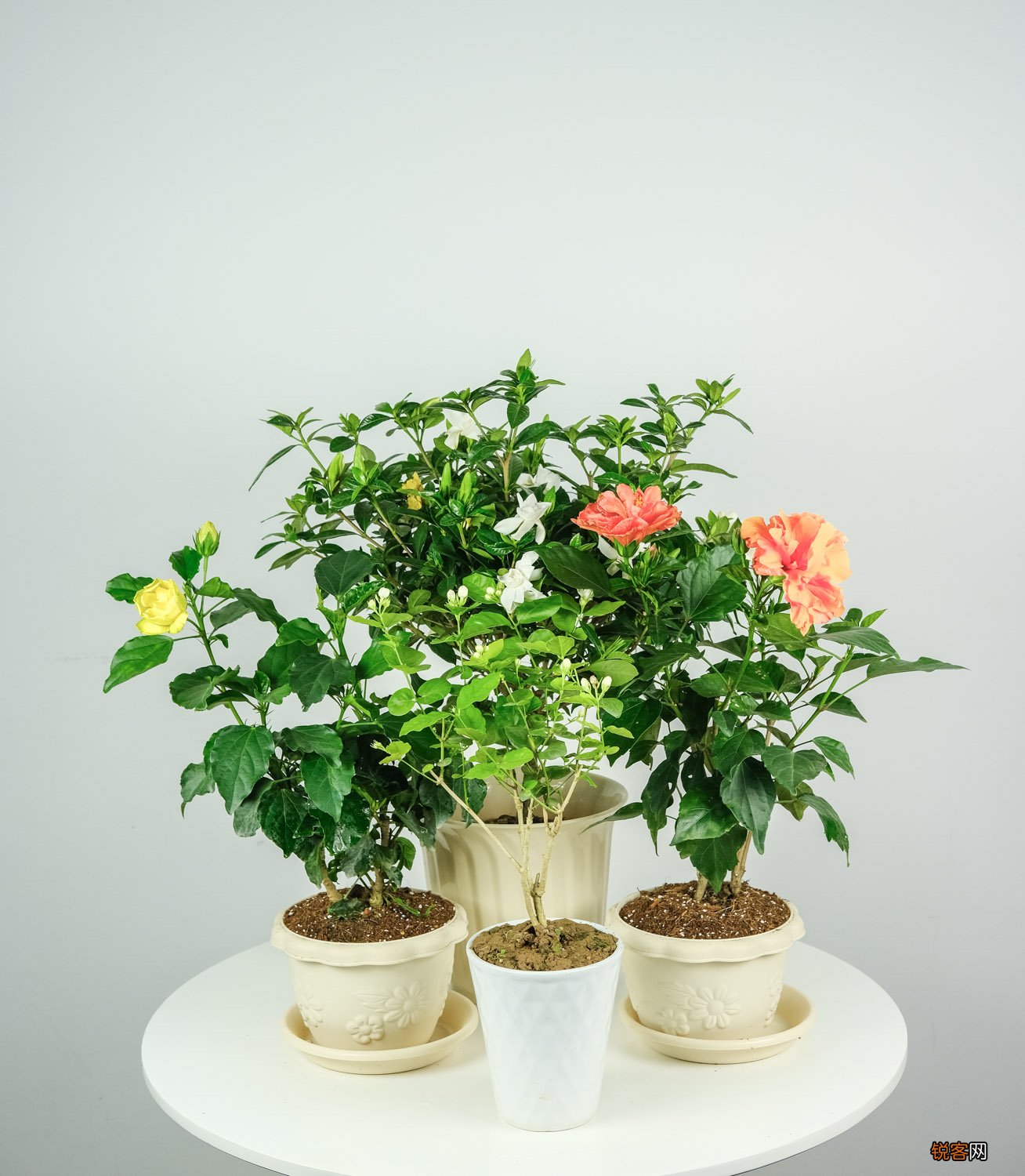 十大不吉利花 你养过几种
