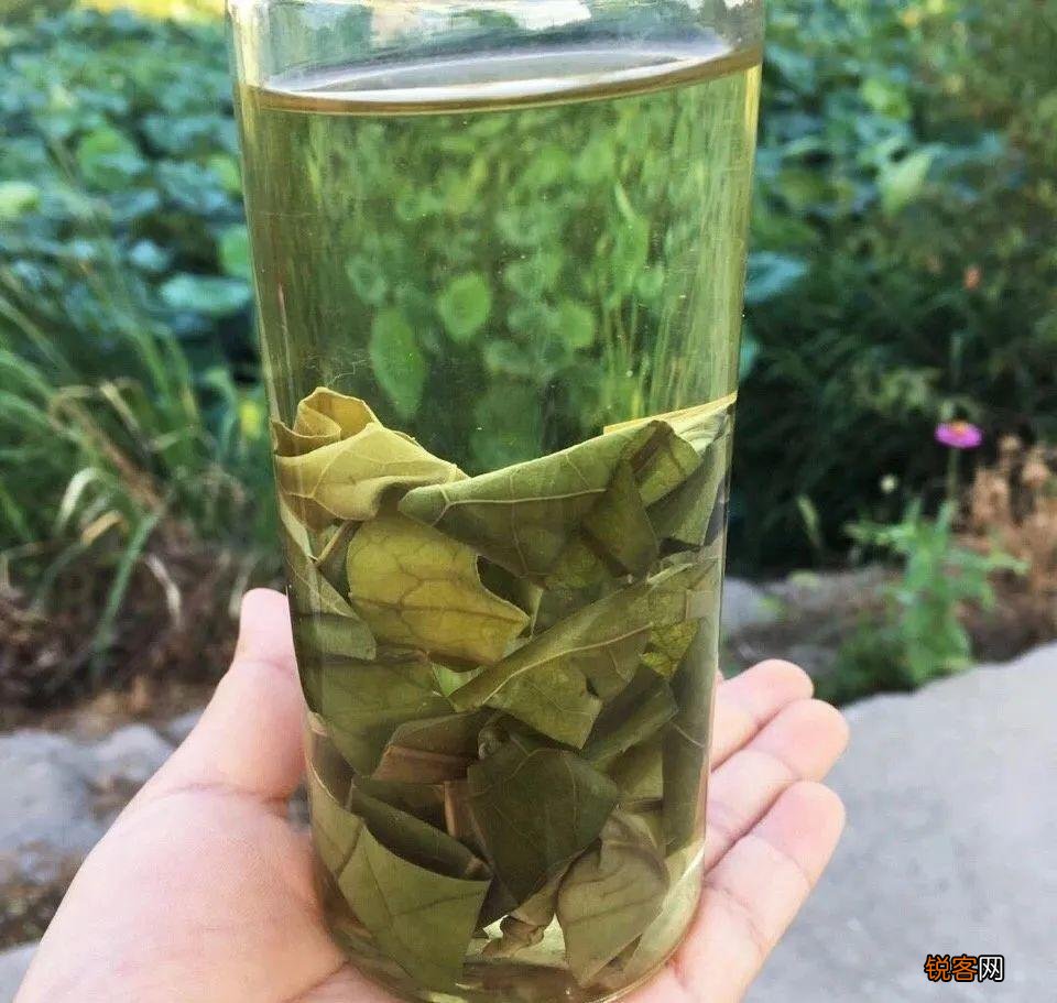 荷花能吃的有哪些 夏季养生必食荷花