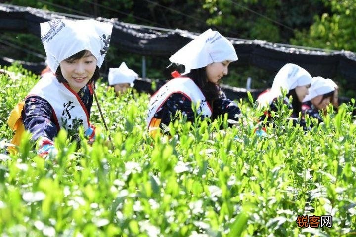 抹茶是用什么东西做成的 为什么叫抹茶呢
