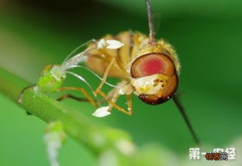什么是益虫有哪些