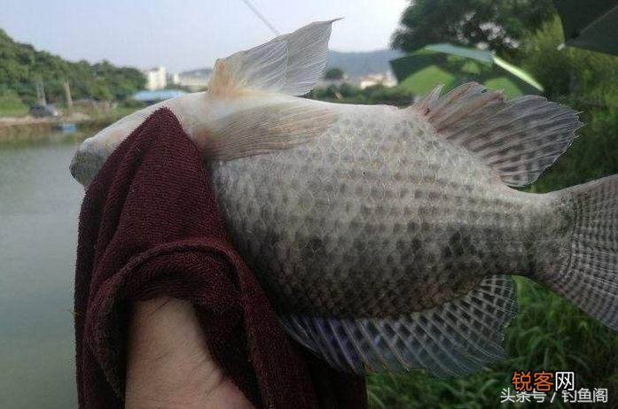 最常见的淡水鱼 12种美味的淡水鱼