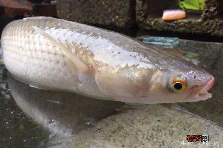 最常见的淡水鱼 12种美味的淡水鱼
