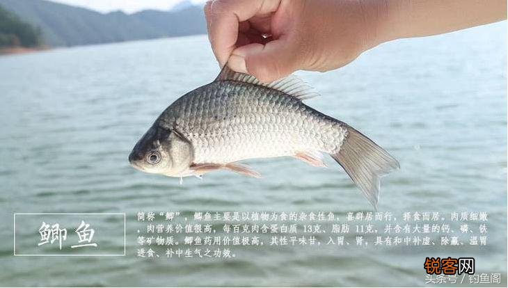 最常见的淡水鱼 12种美味的淡水鱼