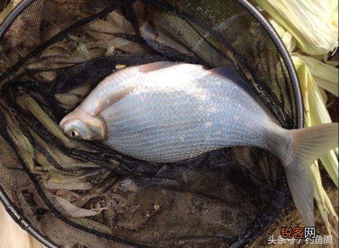 最常见的淡水鱼 12种美味的淡水鱼