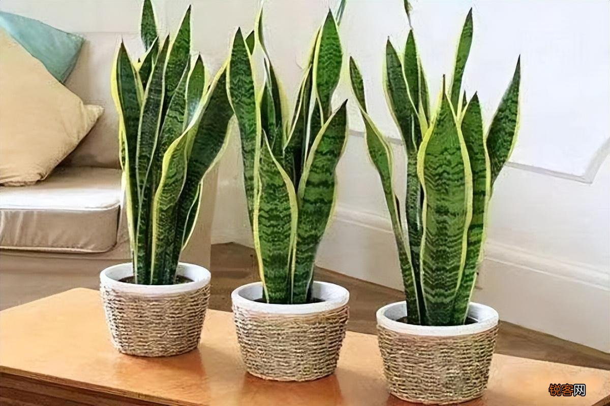 卧室放什么花最好健康 最适合放卧室的十种花