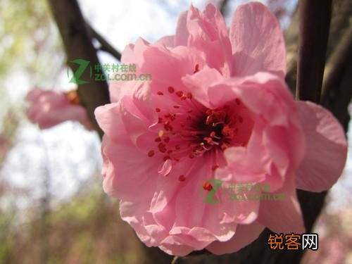 色彩还原效果怎么样 佳能IXUS 310值得买吗