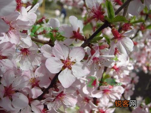 色彩还原效果怎么样 佳能IXUS 310值得买吗