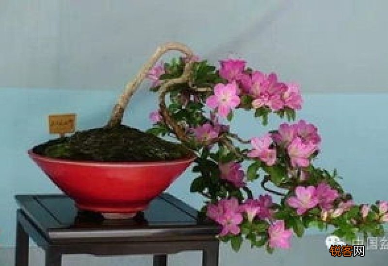 如何养好杜鹃花盆栽