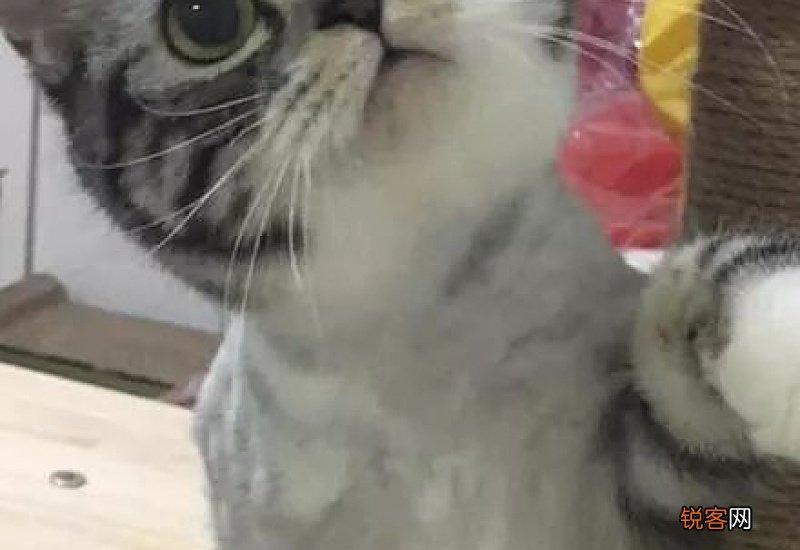 一个月小奶猫一次喂多少毫升奶