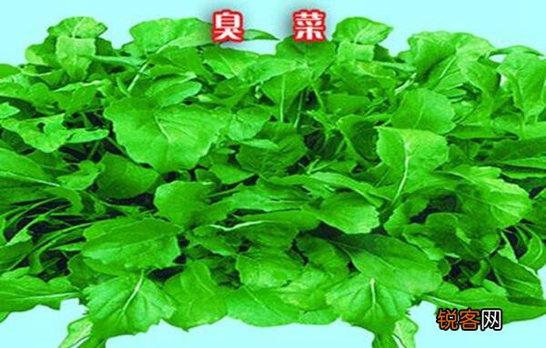 东北菜一道非常重视刀工的菜(改刀肉是什么地方的菜）