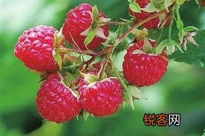 常见水果的成熟时间 多吃应季水果 对身体有好处