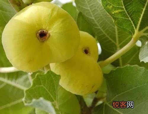 常见水果的成熟时间 多吃应季水果 对身体有好处