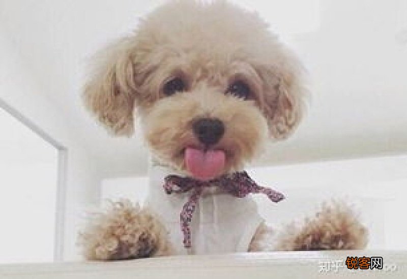 狗狗不吃东西还拉稀没精神怎么办