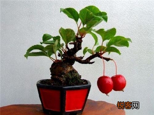 冬红果盆景怎么养殖 灯笼红果挂满枝