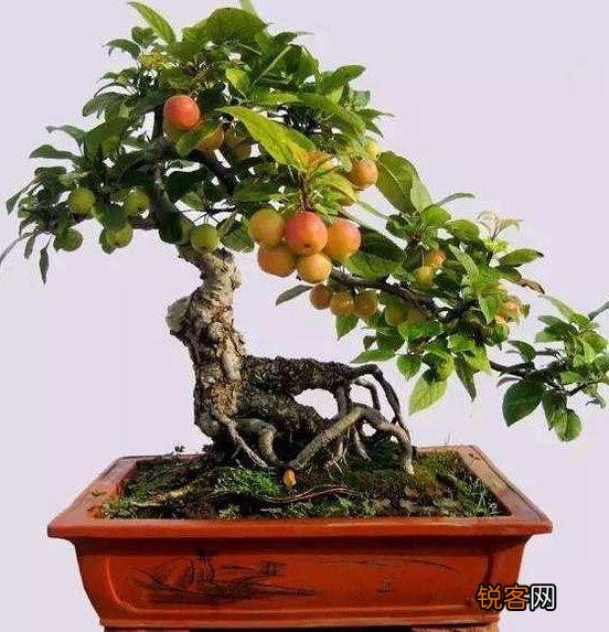 冬红果盆景怎么养殖 灯笼红果挂满枝