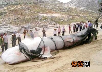 新疆喀纳斯湖“水怪”事件是怎么回事？是真实发生的吗？