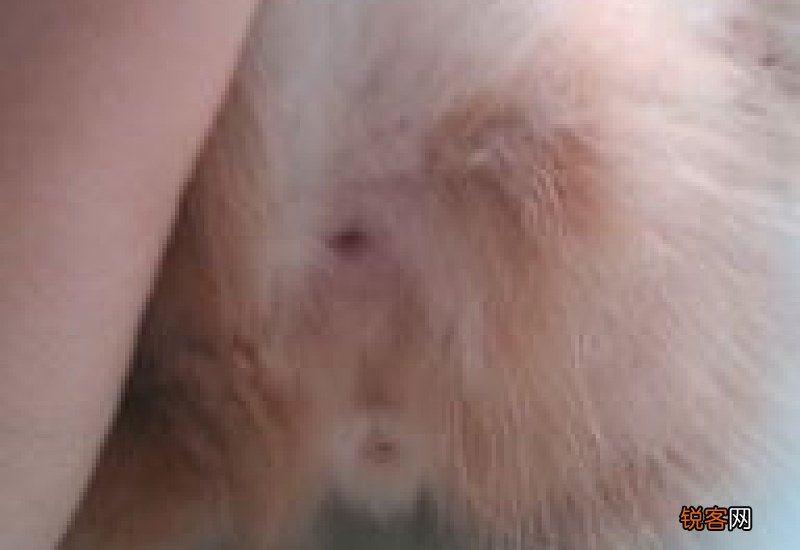 幼猫如何判断公母