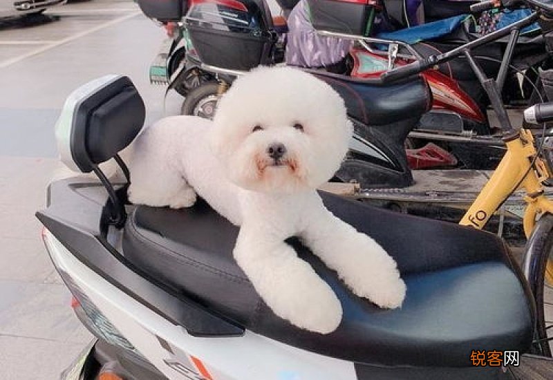 有没有狗狗事后避孕药