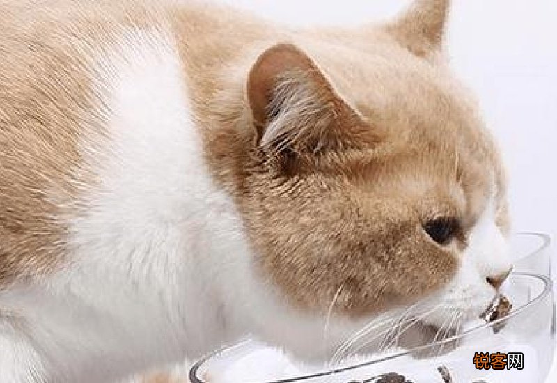 猫一直拉肚子是怎么回事
