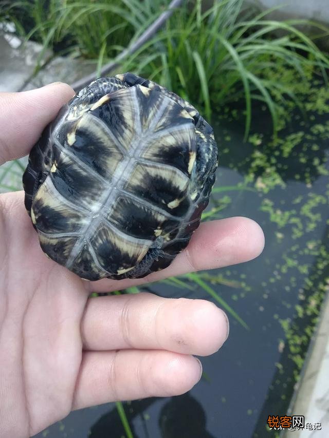 想问下龟友麝香蛋龟苗子和欧泽龟养哪个比较好,好养,观赏价值还高谢谢？