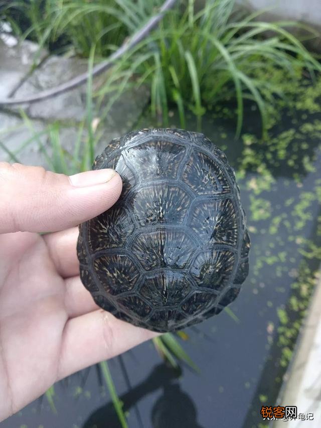 想问下龟友麝香蛋龟苗子和欧泽龟养哪个比较好,好养,观赏价值还高谢谢？