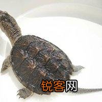 想深水养龟,不想养猪鼻还能养什么啊？