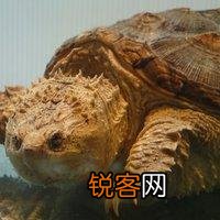 想深水养龟,不想养猪鼻还能养什么啊？