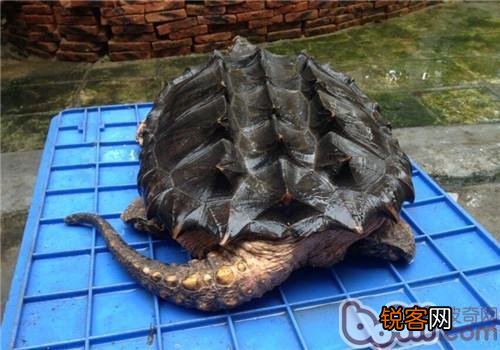 想深水养龟,不想养猪鼻还能养什么啊？