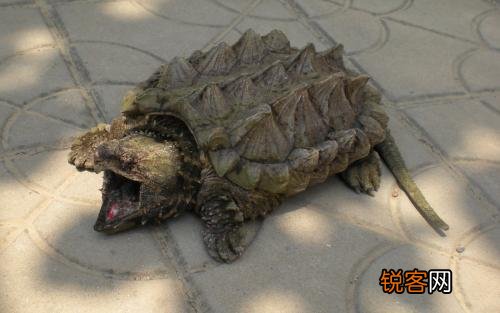 想深水养龟,不想养猪鼻还能养什么啊？
