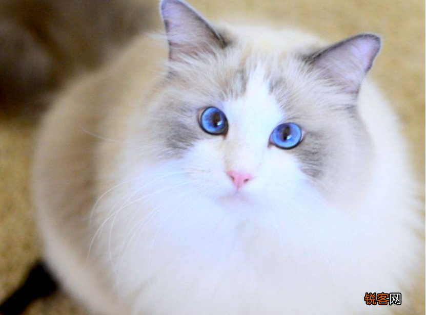 适合家养的猫咪 首选这7种品种