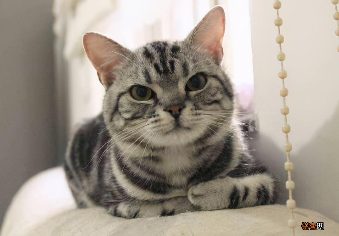 适合家养的猫咪 首选这7种品种