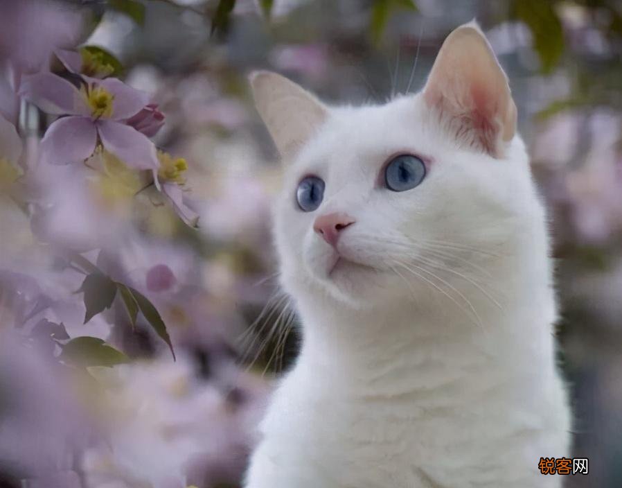 适合家养的猫咪 首选这7种品种