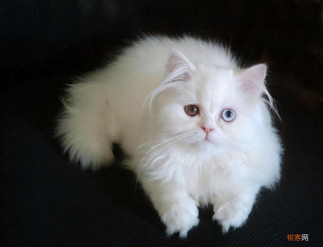 适合家养的猫咪 首选这7种品种